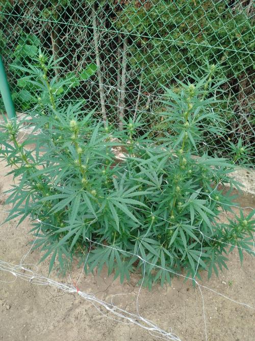 Outdoor 2026 - Green Poison Fast. Week 14 - 3.9.