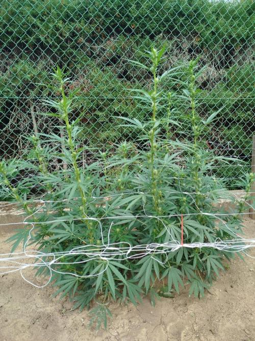 Outdoor 2026 - Green Poison Fast. Week 14 - 3.9.
