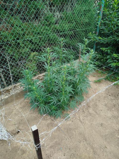 Outdoor 2026 - Green Poison Fast. Week 14 - 3.9.