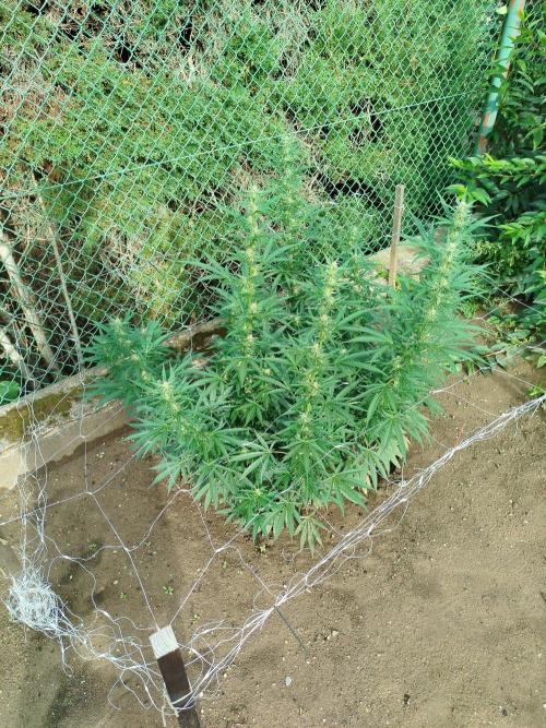 Outdoor 2026 - Green Poison Fast. Week 15 - 10.9.2026