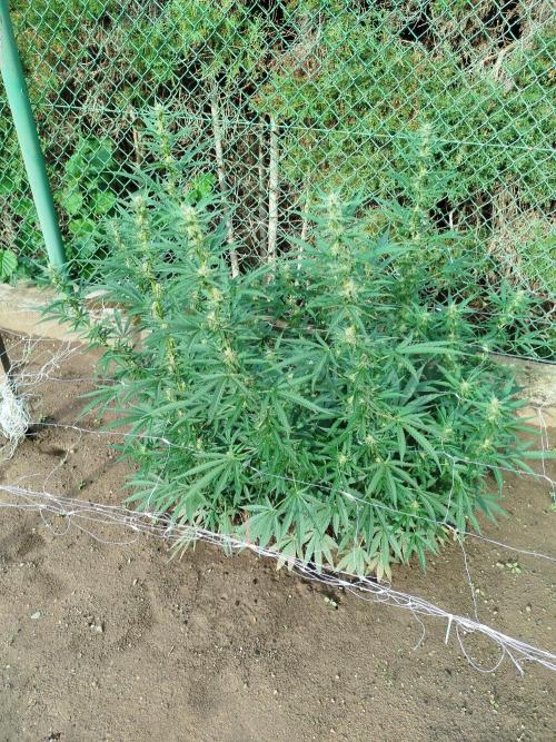 Outdoor 2026 - Green Poison Fast. Week 15 - 10.9.