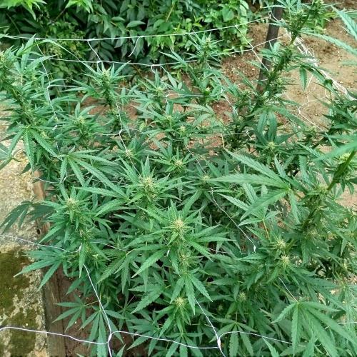 Outdoor 2026 - Green Poison Fast. Week 15 - 10.9.