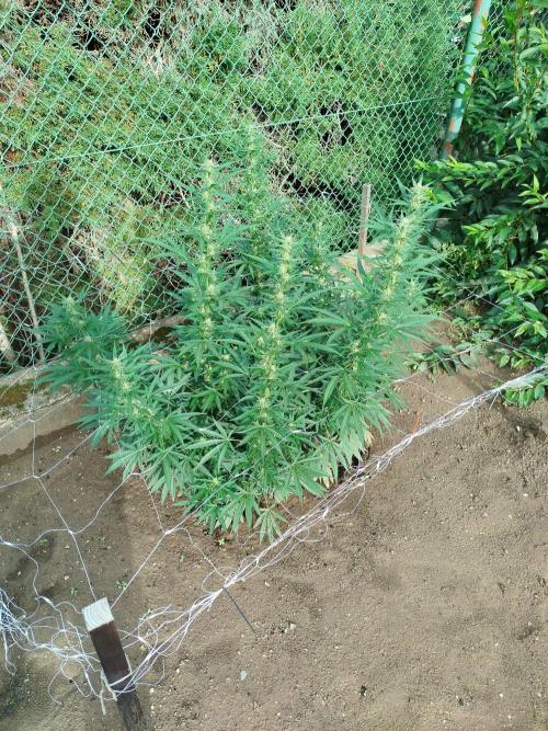 Outdoor 2026 - Green Poison Fast. Week 15 - 10.9.