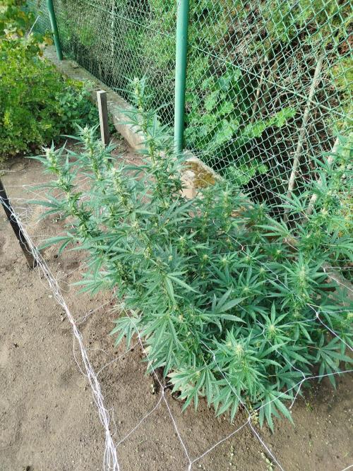 Outdoor 2026 - Green Poison Fast. Week 15 - 10.9.2026