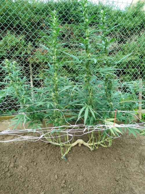 Outdoor 2026 - Green Poison Fast. Week 16 - 12.9. - Kytka po defoliaci 