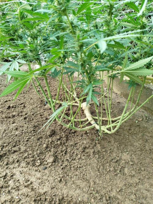 Outdoor 2026 - Green Poison Fast. Week 16 - 12.9.