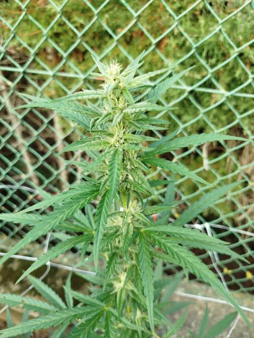 Outdoor 2026 - Green Poison Fast. Week 16 - 12.9.