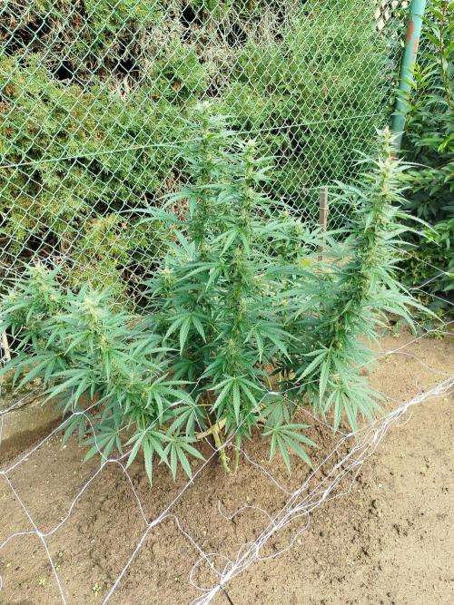Outdoor 2026 - Green Poison Fast. Week 16 - 17.9.