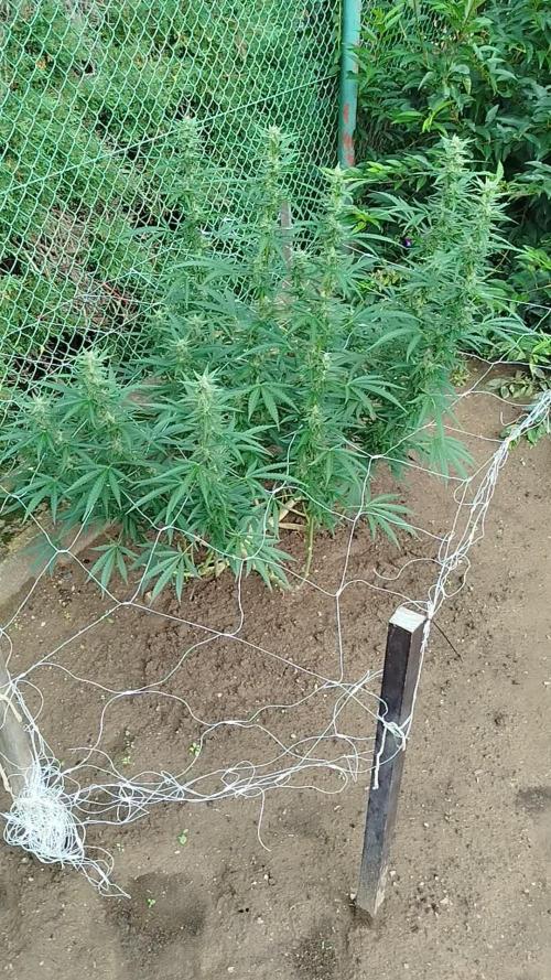 Outdoor 2026 - Green Poison Fast