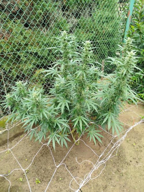 Outdoor 2026 - Green Poison Fast. Week 17 - 24.9.2026