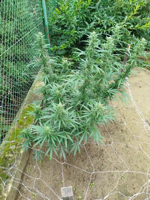 Outdoor 2026 - Green Poison Fast. Week 17 - 24.9.