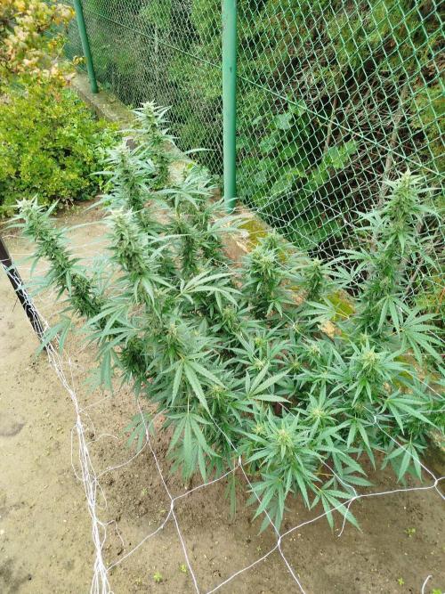 Outdoor 2026 - Green Poison Fast. Week 17 - 24.9.