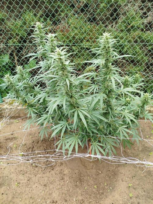 Outdoor 2026 - Green Poison Fast. Week 17 - 24.9.
