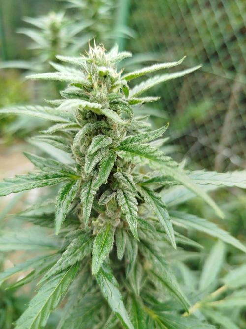 Outdoor 2026 - Green Poison Fast. Week 17 - 24.9.