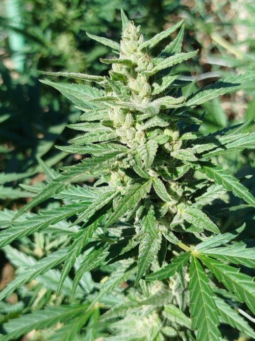 Outdoor 2026 - Green Poison Fast. Week 18 - 30.9.