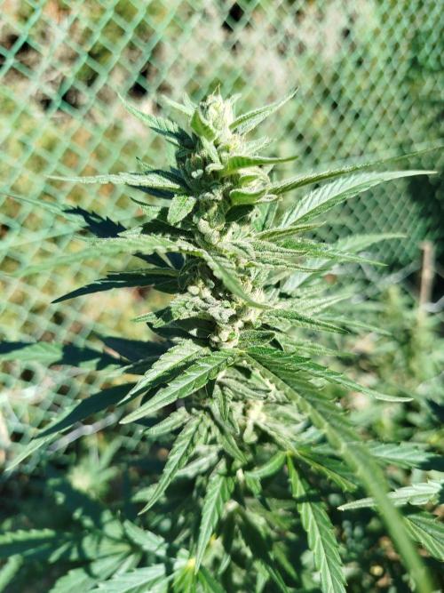 Outdoor 2026 - Green Poison Fast. Week 18 - 30.9.