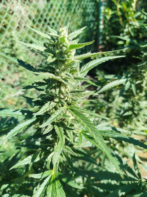 Outdoor 2026 - Green Poison Fast. Week 18 - 30.9.