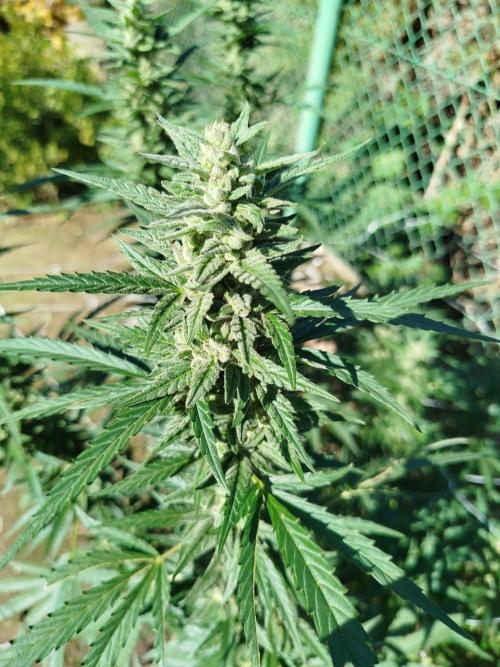 Outdoor 2026 - Green Poison Fast. Week 18 - 30.9.