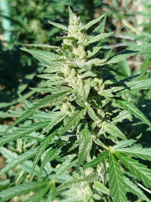 Outdoor 2026 - Green Poison Fast. Week 18 - 30.9.2026