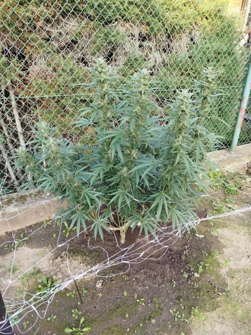 Outdoor 2026 - Green Poison Fast. Week 19 - 7.10.2026