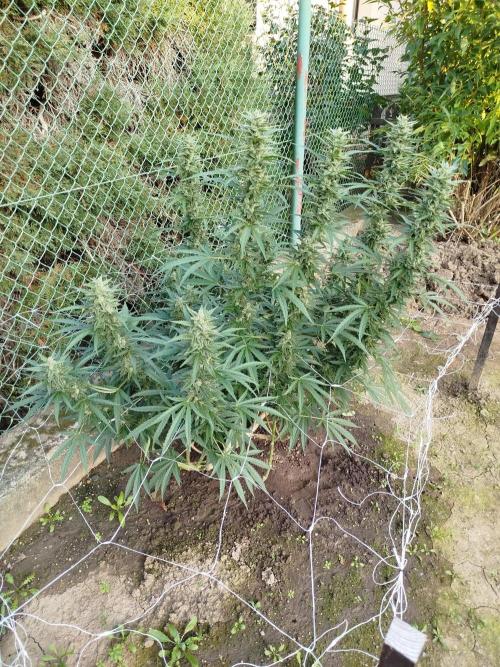 Outdoor 2026 - Green Poison Fast. Week 19 - 7.10.