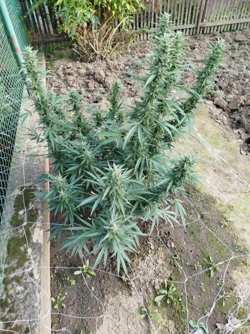 Outdoor 2026 - Green Poison Fast. Week 19 - 7.10.