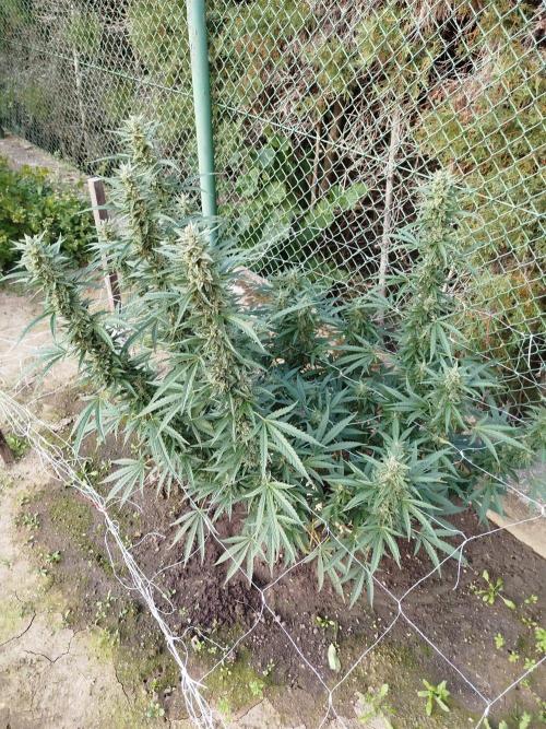 Outdoor 2026 - Green Poison Fast. Week 19 - 7.10.