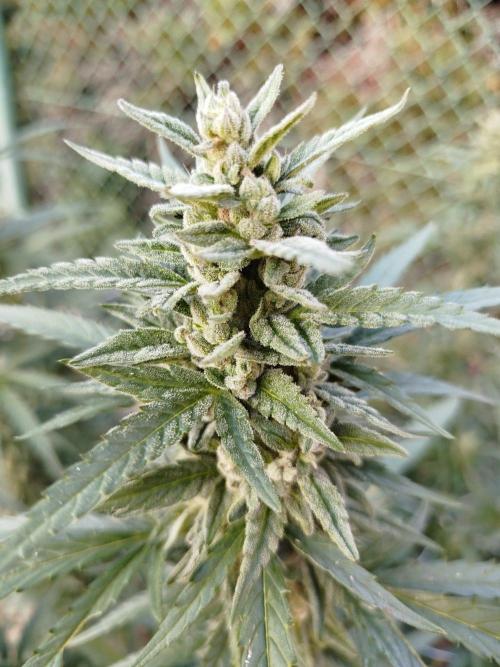 Outdoor 2026 - Green Poison Fast. Week 19 - 7.10.