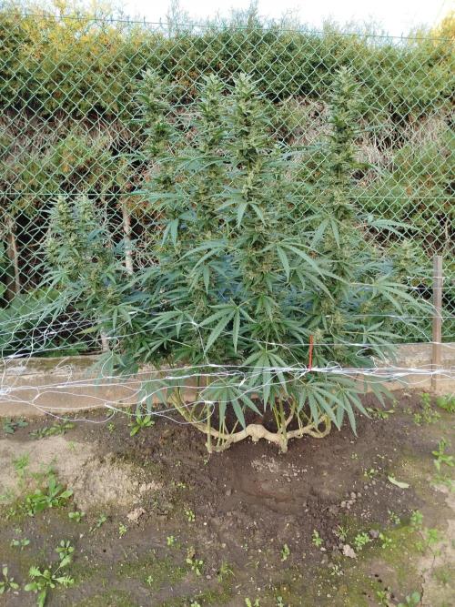 Outdoor 2026 - Green Poison Fast. Week 19 - 7.10.