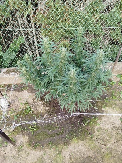 Outdoor 2026 - Green Poison Fast. Week 19 - 7.10.2026