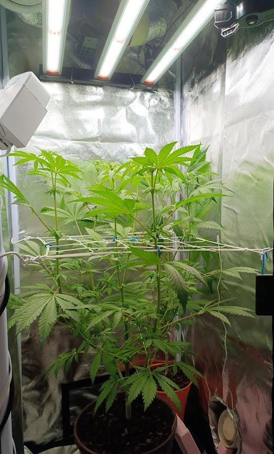 ROOTS 420. Week 3