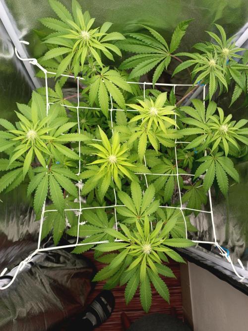 ROOTS 420. Week 4