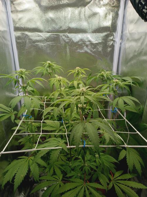 ROOTS 420. Week 4