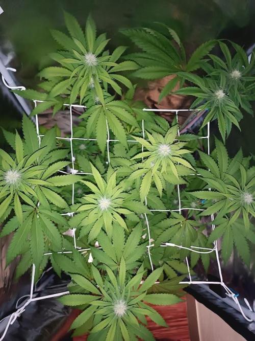 ROOTS 420. Week 4