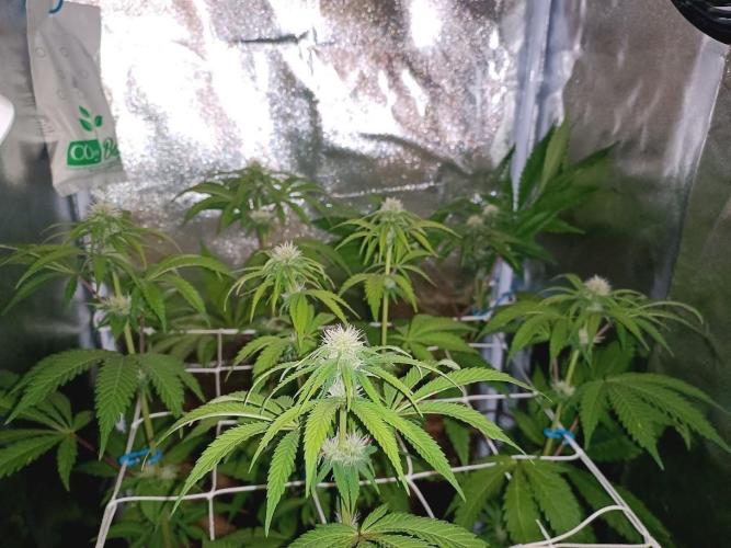 ROOTS 420. Week 4