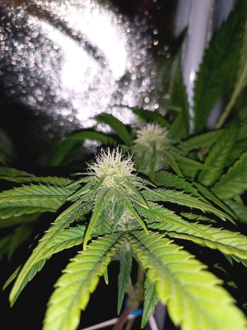 ROOTS 420. Week 4
