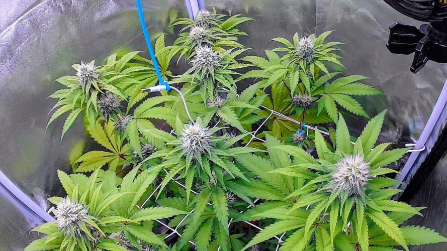 ROOTS 420. Week 5