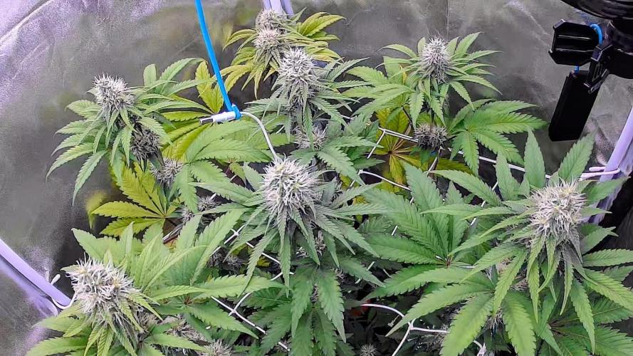Big Bud. Week 6