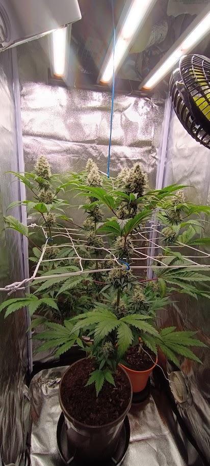 Big Bud. Week 7