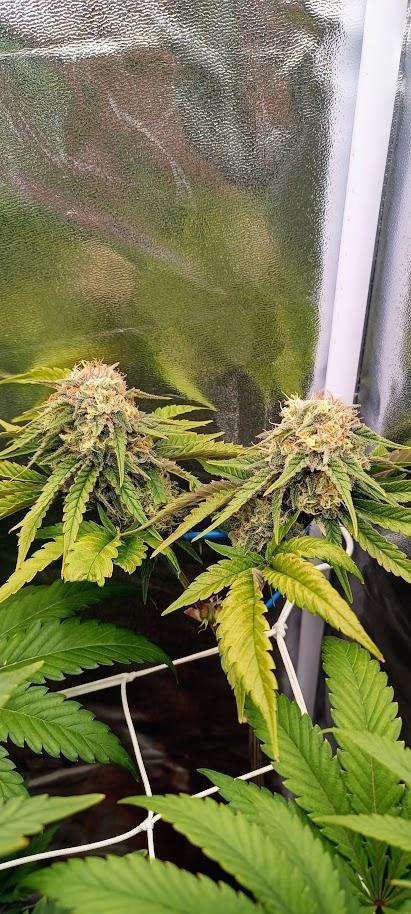 Big Bud. Week 7