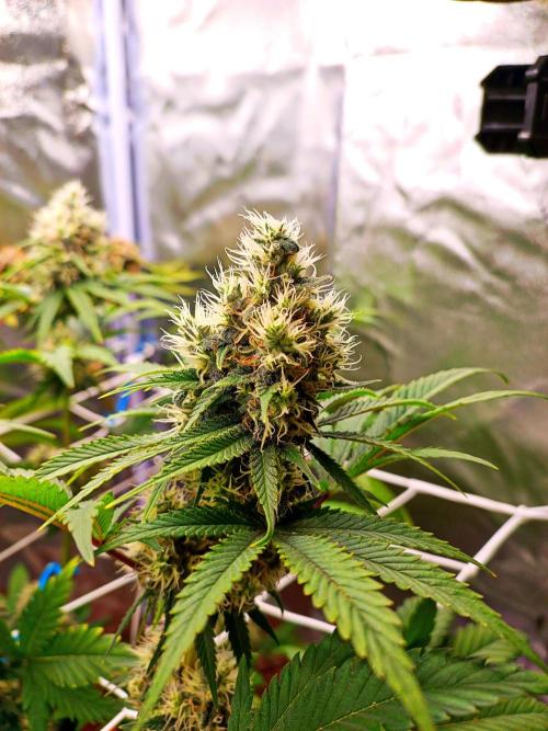 ROOTS 420. Week 7