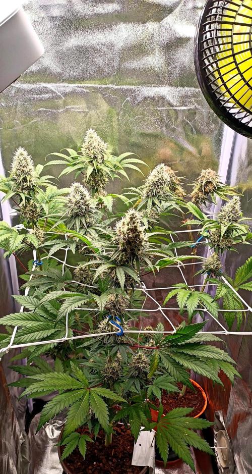ROOTS 420. Week 7