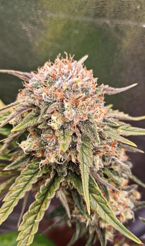Big Bud. Week 7