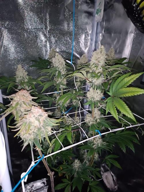 Big Bud. Week 8