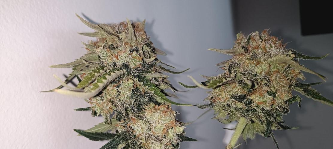 Big Bud. Week 8