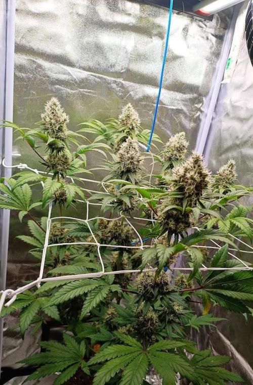 Big Bud. Week 8