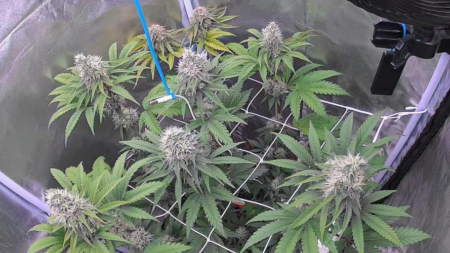 Big Bud. Week 6