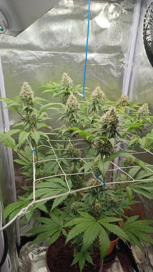 ROOTS 420