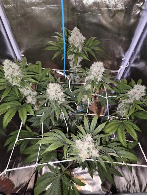 ROOTS 420. Week 8