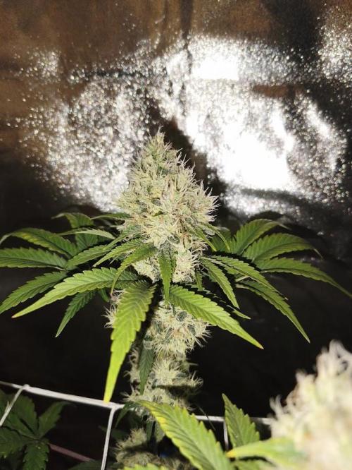 Big Bud. Week 8